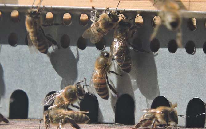 蜜蜂养殖技术及基础知识
