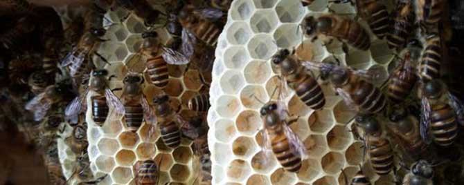 蜂框多少钱一个-中国蜜蜂有几帧能安全过冬？