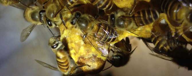 蜜蜂如何自然分蜂-蜜蜂自然分裂的原因是什么？