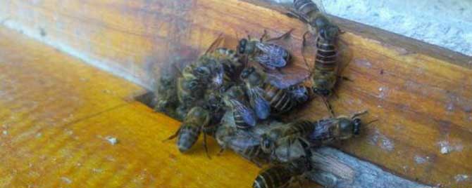 蜜蜂自然分蜂-蜂群能自然分裂多少次？