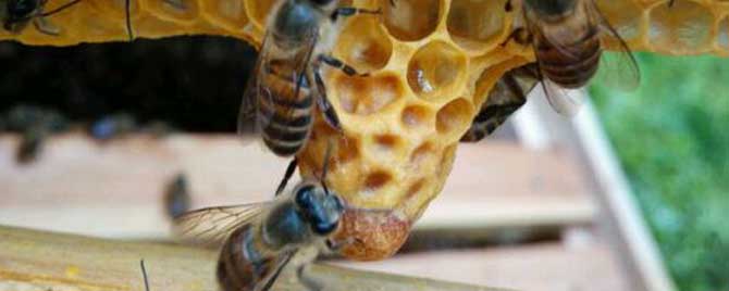 蜜蜂自然分蜂-自然蜂分离的过程是怎样的？