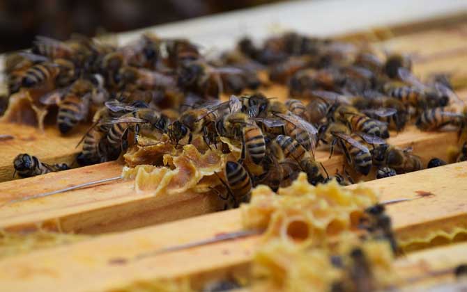 蜜蜂养殖十大禁忌是什么？