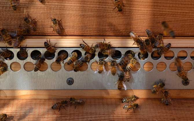 蜜蜂养殖十大禁忌是什么？