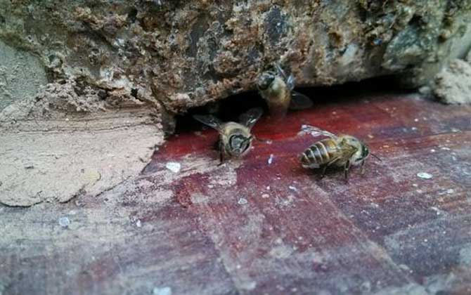 如何引诱蜜蜂是最容易得到蜜蜂的方法？