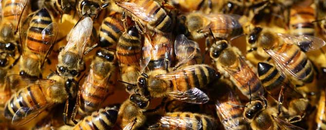 蜜蜂的春季管理-春季蜂群管理要点是什么？