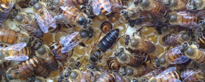 养蜂-什么是固定养蜂？