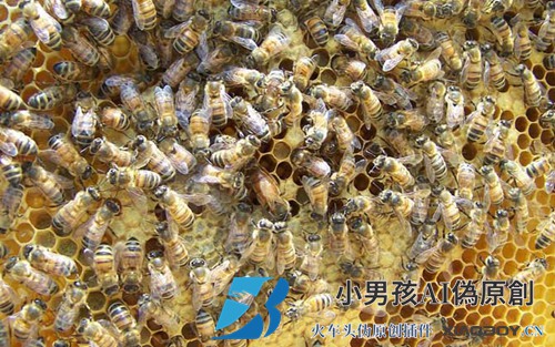 蜂王剪翅膀可以分蜂吗？