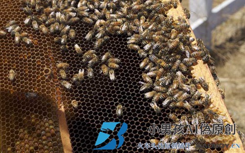 蜂王剪翅膀可以分蜂吗？
