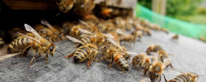 意蜂蜂王-什么是偷蜂？