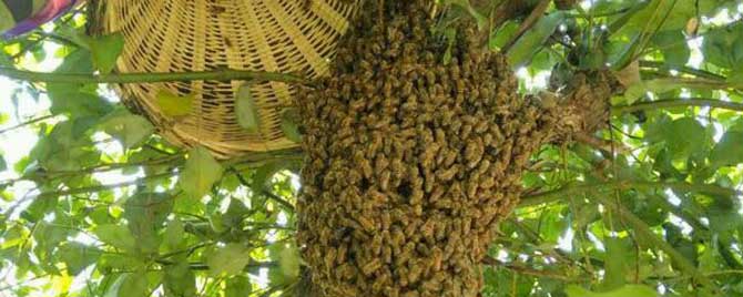 广西蜜蜂分蜂期在什么时间-自然蜂什么时候分裂？