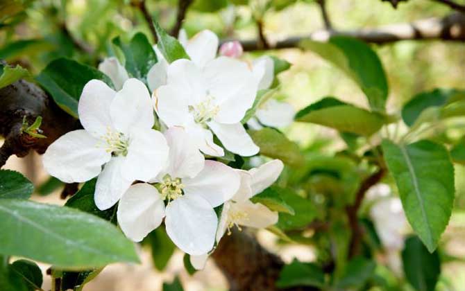 苹果树什么时候开花？