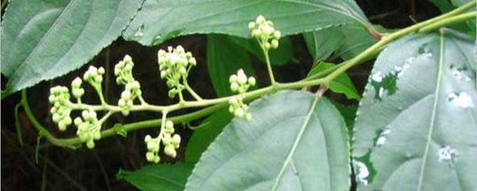 蜜蜂最好的蜜源植物-什么是有毒的蜜源植物？