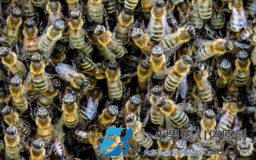 意大利蜜蜂如何组织双王？