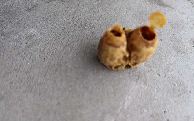 王泰封了块没几天，就能分蜂了。