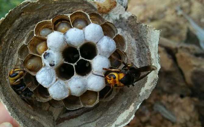 世界上最毒的蜜蜂的排名，尤其是前三种蜜蜂，经常有蜇人致死的报道！