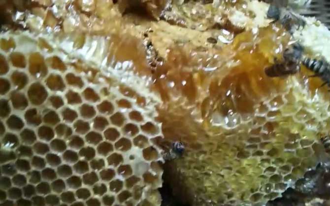 土蜂蜜的功能、功效及食用方法