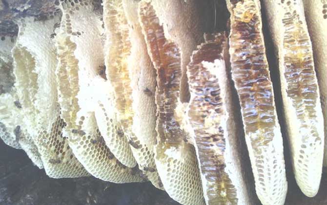 土蜂蜜的功能、功效及食用方法