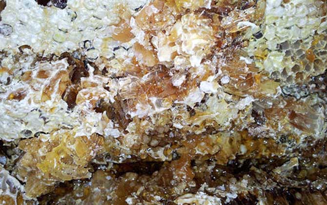 土蜂蜜的功能、功效及食用方法