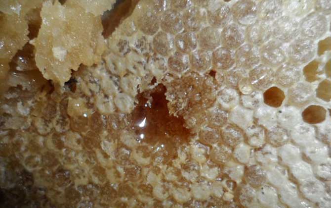 土蜂蜜的功能、功效及食用方法