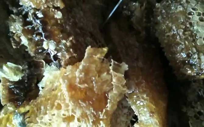 土蜂蜜的功能、功效及食用方法