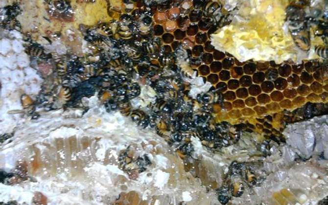 土蜂蜜的功能、功效及食用方法