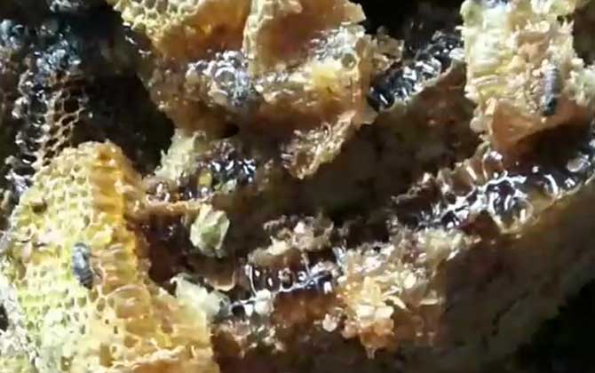 土蜂蜜的功能、功效及食用方法