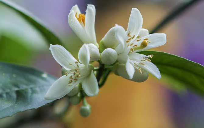 橘子树什么时候开花？