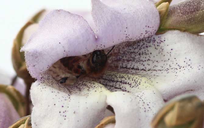 桐树什么时候开花？