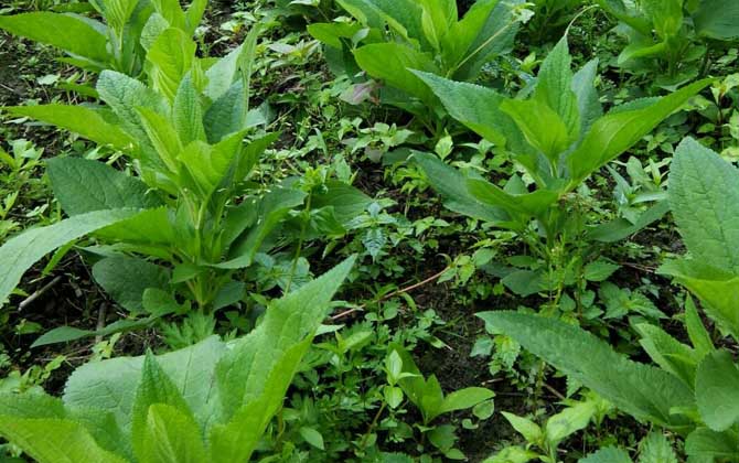 玄参什么时候开花？