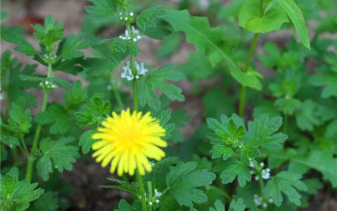 蒲公英什么时候开花？