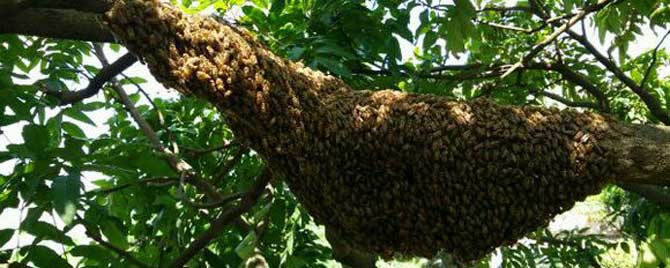 为什么蜜蜂几次飞逃-中国蜜蜂飞走的迹象有哪些？