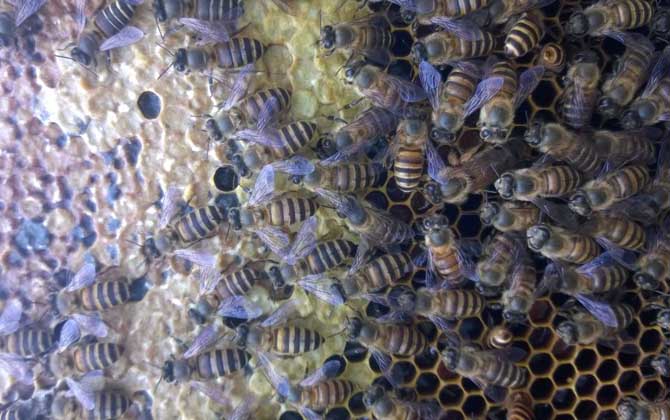 土蜂是什么蜜蜂？其实就是中国蜜蜂(中国蜜蜂)，中国特有的本土蜜蜂物种！