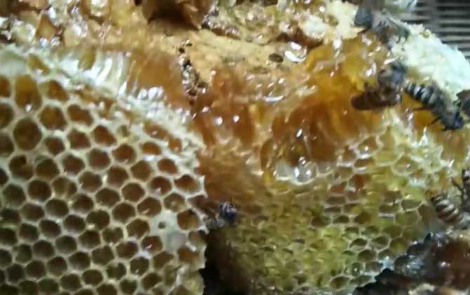 本地蜂蜜有哪些作用和效果？经常喝本地蜂蜜，这七个好处逃不掉！