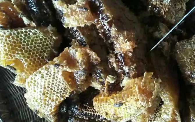 本地蜂蜜有哪些作用和效果？经常喝本地蜂蜜，这七个好处逃不掉！