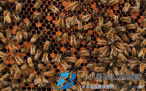蜜蜂螺旋体病