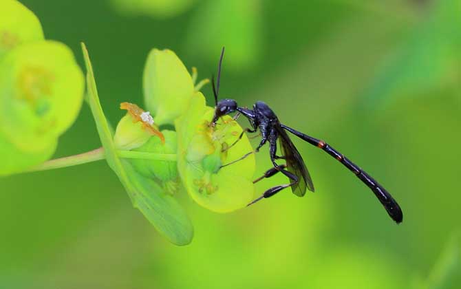 蓟蜂