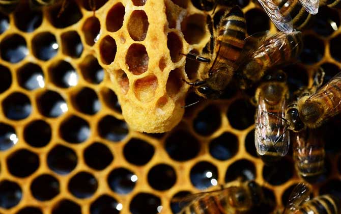 新手养蜂有哪些入门技巧？只有掌握了这些技巧，养蜂才能得心应手！