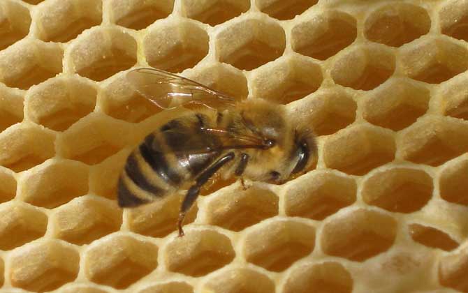 新手养蜂有哪些入门技巧？只有掌握了这些技巧，养蜂才能得心应手！