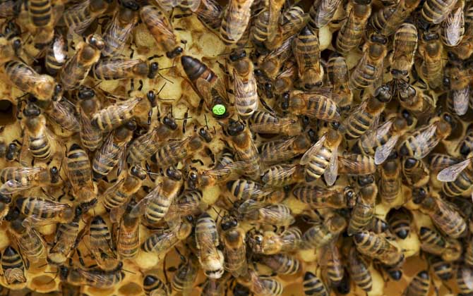 养蜂技术有哪些？掌握这10种养蜂技术可以让养蜂得心应手！