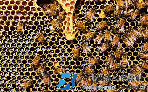 养蜂技术有哪些？掌握这10种养蜂技术可以让养蜂得心应手！