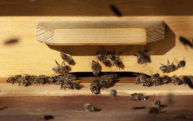 养蜂技术有哪些？掌握这10种养蜂技术可以让养蜂得心应手！