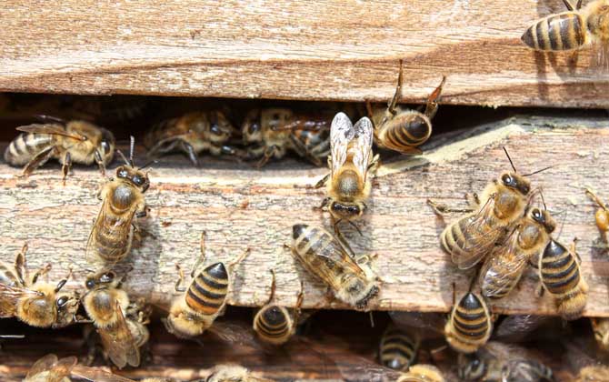 养蜂技术有哪些？掌握这10种养蜂技术可以让养蜂得心应手！
