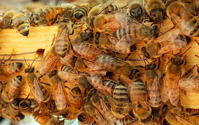 养蜂技术有哪些？掌握这10种养蜂技术可以让养蜂得心应手！