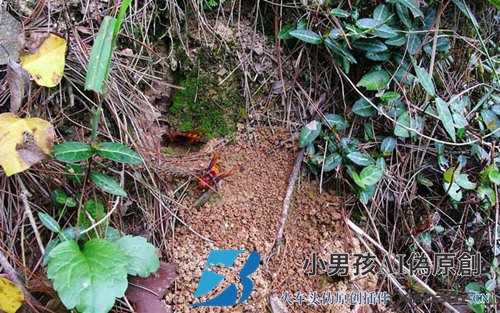 被黄蜂蛰了用什么药？不建议自行用药，最好马上去医院！
