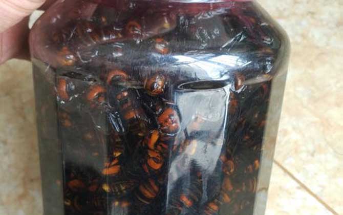 黄蜂喝了酒就死是真的吗？是真的。长期过量饮酒会导致死亡！