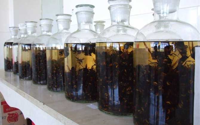 黄蜂喝了酒就死是真的吗？是真的。长期过量饮酒会导致死亡！