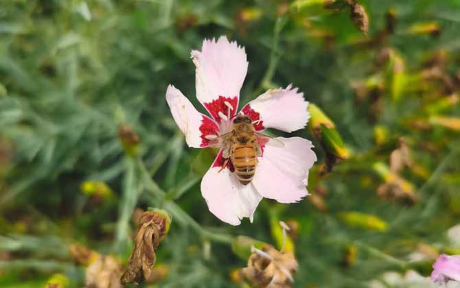 蜜蜂蛰伤能自愈吗？