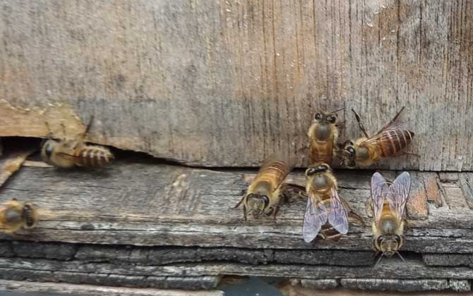 人工蜜蜂分离