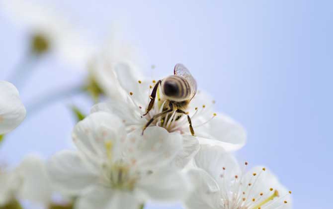 蜜蜂蛰人意味着什么？