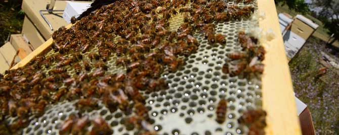 中蜂单脾春繁-1秋季脾蜂能繁殖吗？